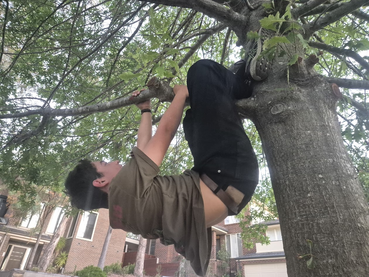Tree Climbing Adventure